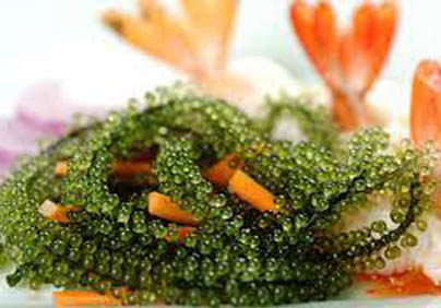 ĐẶC SẢN NHA TRANG-RONG NHO BIỂN