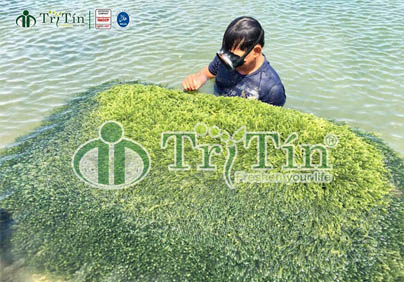 KỸ THUẬT TRỒNG RONG NHO THEO MÔ HÌNH THẢ VỈ