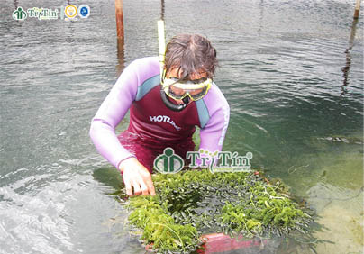 MỘT GÓC BÌNH YÊN BÊN RONG NHO TRÍ TÍN