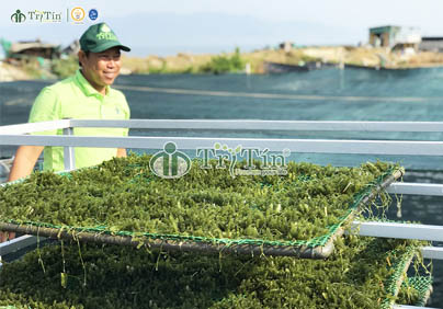 CÁCH TRỒNG, CHẾ BIẾN RONG NHO TÁCH NƯỚC