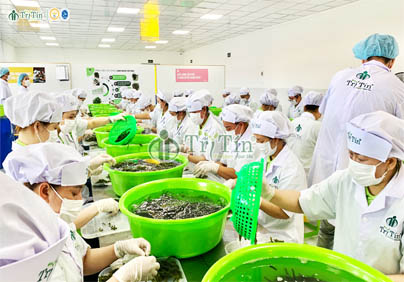 TRÍ TÍN KHẲNG ĐỊNH UY TÍN TRONG SẢN XUẤT RONG NHO BIỀN