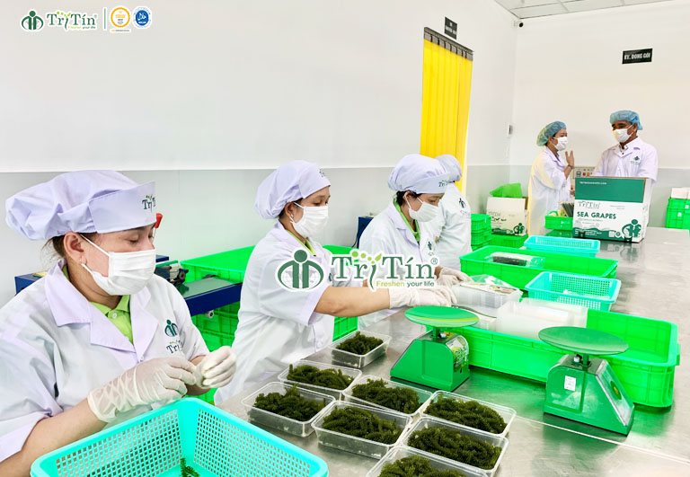 Đóng gói rong nho tươi