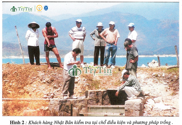 Khách hàng Nhật Bản kiểm tra tại chỗ điều kiện và phương pháp trồng