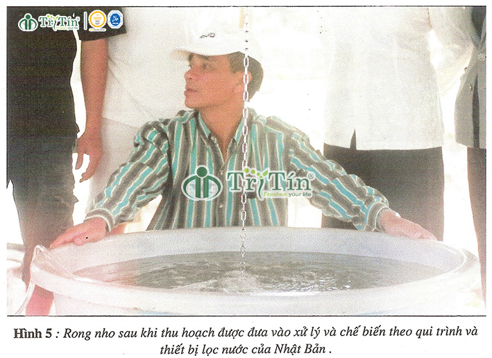 Rong nho xử lý và chế biến theo qui trình và thiết bị lọc nước của Nhật Bản