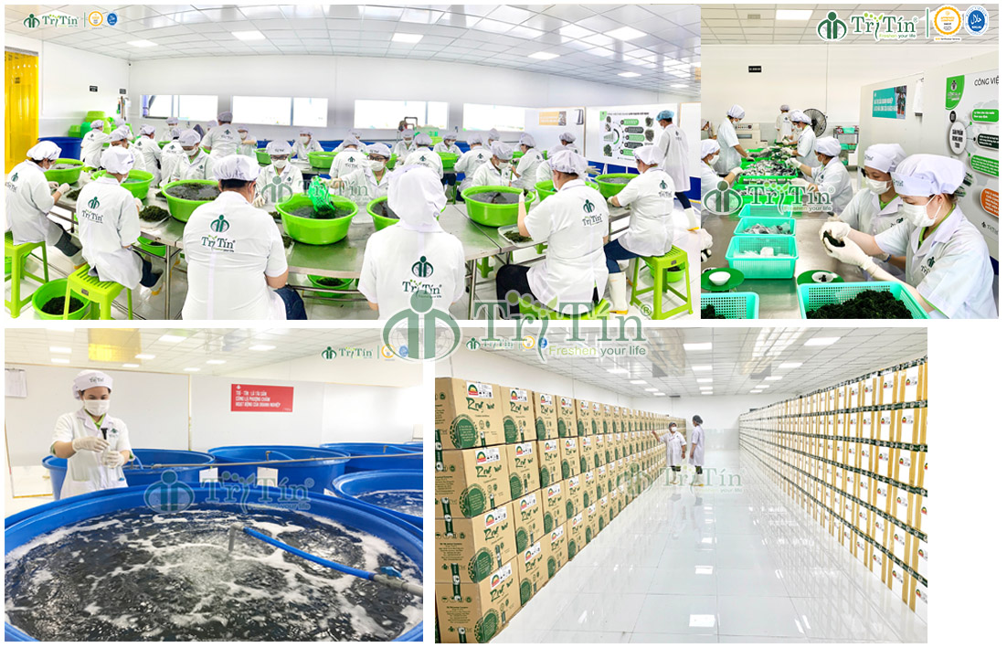 Xưởng chế biến rong nho Trí Tín