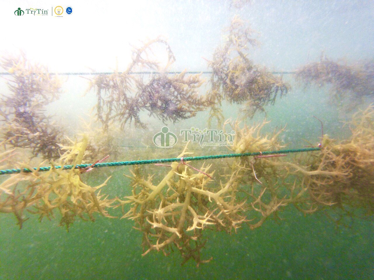 ĐỔI MỚI PHƯƠNG PHÁP TRỒNG RONG SỤN