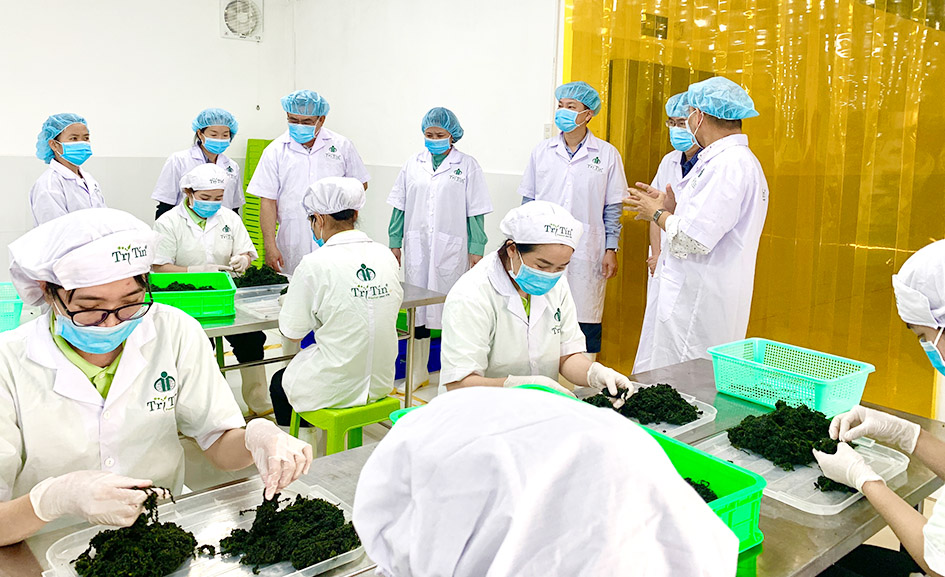 Khảo sát xưởng chế biến rong nho Trí Tín