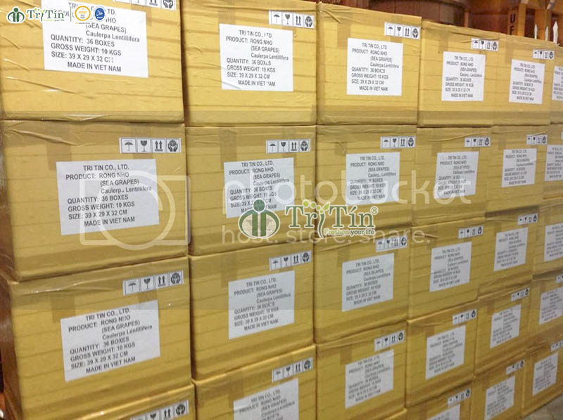 Xuất hàng đầu năm 2015